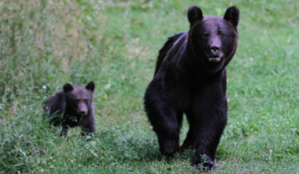 Sürgősségi eljárást kérnek az RMDSZ képviselői a medve kilövési kvótát illetően 