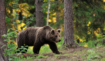 Kezdődhet a trófeavadászat – hosszú távon csak így lehet kezelni a medvepopulációt