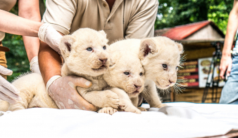 Három fehér oroszlán született a Nyíregyházi Állatparkban!