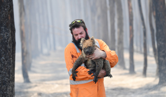 Egymilliárd nagyobb állat pusztulhatott el az ausztráliai tüzekben