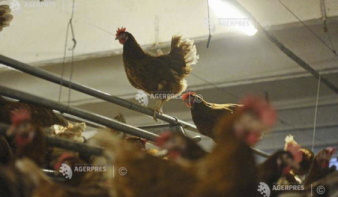 Újabb madárinfluenzás farmot fedeztek fel Szinérváralján