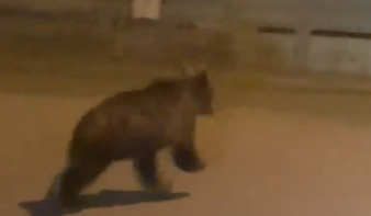 Autóval üldözték Aranyosgyéres település első dokumentált medvéjét