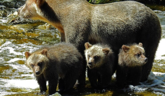 Nő a barnamedvék száma Máramarosban